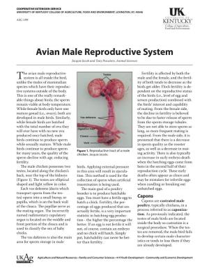 ASC-199: Avian Male Reproductive System