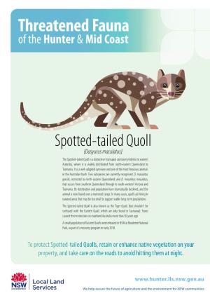 Spotted-Tailed Quoll
