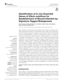 Identification of in Vivo Essential Genes of Vibrio Vulnificus For