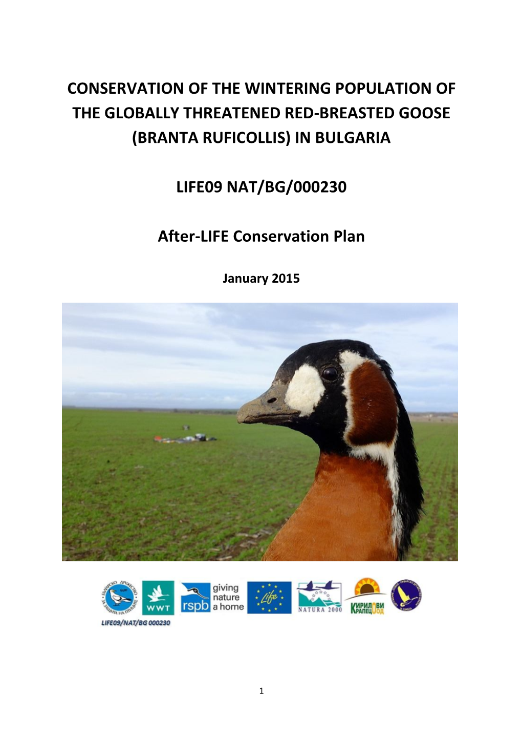 Conservation of the Wintering Population of the Globally Threatened Red-Breasted Goose (Branta Ruficollis) in Bulgaria