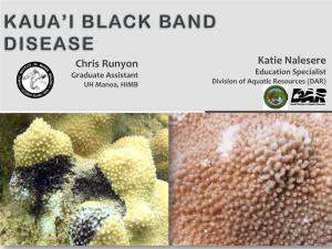 Kaua'i Black Band Disease