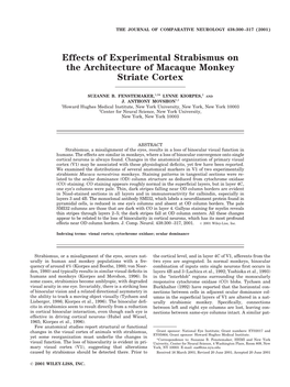 Effects of Experimental Strabismus on the Architecture of Macaque Monkey Striate Cortex