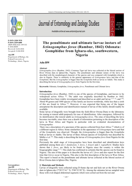 The Penultimate and Ultimate Larvae Instars of Ictinogomphus Ferox