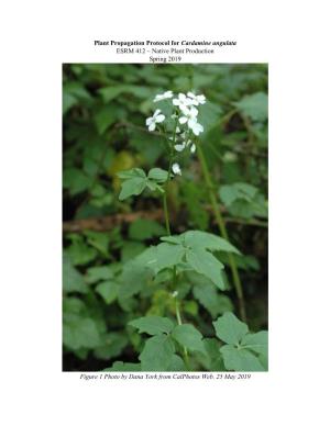Plant Propagation Protocol for Cardamine Angulata ESRM 412 – Native Plant Production Spring 2019 Figure 1 Photo by Dana York F
