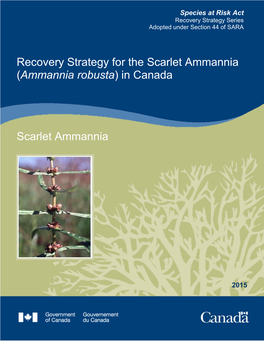 Scarlet Ammannia (Ammannia Robusta) in Canada