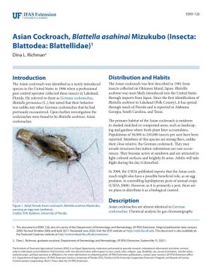 Asian Cockroach, Blattella Asahinai Mizukubo (Insecta: Blattodea: Blattellidae)1 Dina L