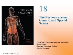 The Nervous System: General and Special Senses