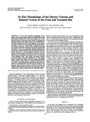 In Situ Morphology of the Ductus Venosus and Related Vessels in the Fetal and Neonatal Rat