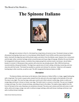 The Spinone Italiano