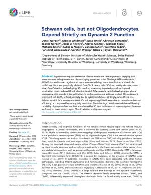 Schwann Cells, but Not Oligodendrocytes, Depend Strictly