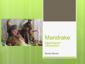 Mandrake Mandragora Officinarum
