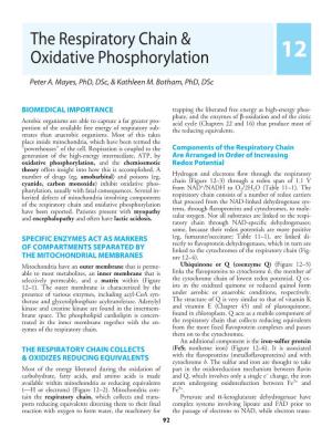 The Respiratory Chain & Oxidative Phosphorylation