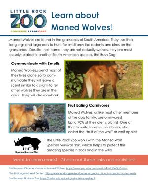 Maned Wolves Are Found in the Grasslands of South America! They Use Their Long Legs and Large Ears to Hunt for Small Prey Like Rodents and Birds on the Grasslands