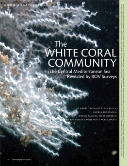 White Coral Community