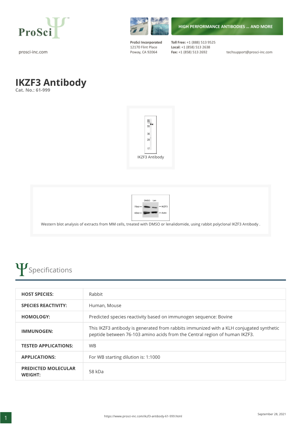 IKZF3 Antibody Cat