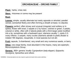 Orchidaceae – Orchid Family