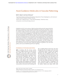 Axon Guidance Molecules in Vascular Patterning