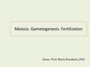 Meiosis. Gametogenesis. Fertilization