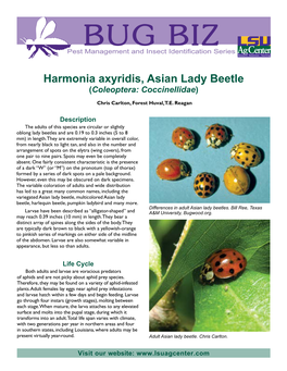 Harmonia Axyridis, Asian Lady Beetle (Coleoptera: Coccinellidae)