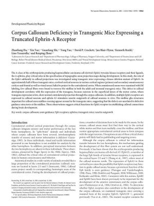 Corpus Callosum Deficiency in Transgenic Mice Expressing a Truncated Ephrin-A Receptor