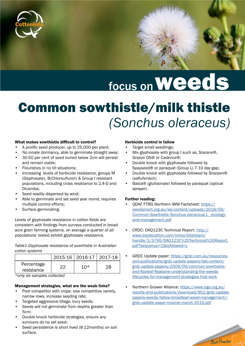 Common Sowthistle/Milk Thistle (Sonchus Oleraceus)