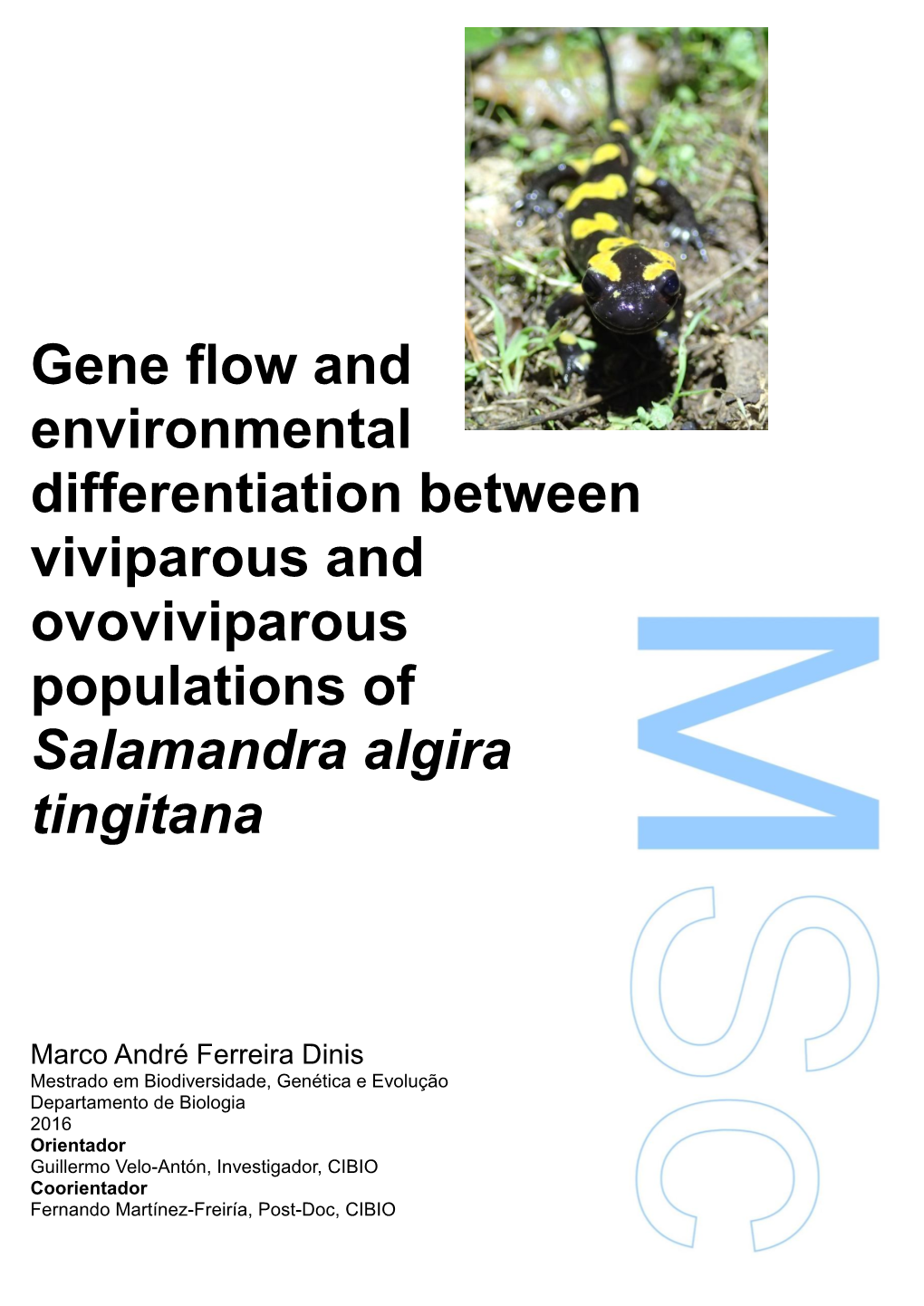 Gene Flow and Environmental Differentiation Between Viviparous and Ovoviviparous Populations of Salamandra Algira Tingitana