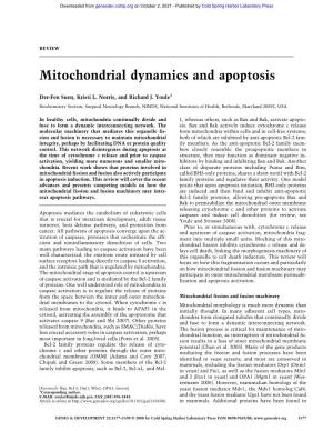 Mitochondrial Dynamics and Apoptosis