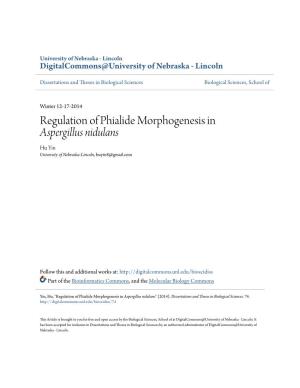 Regulation of Phialide Morphogenesis in &lt;I&gt;Aspergillus Nidulans&lt;/I&gt;