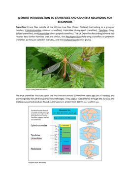 Introduction to Craneflies and Cranefly Recording for Beginners