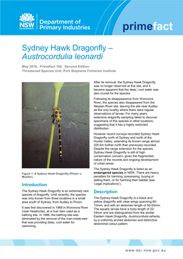Sydney Hawk Dragonfly – Austrocordulia Leonardi