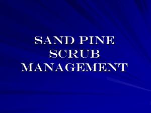 Sand Pine Scrub Management
