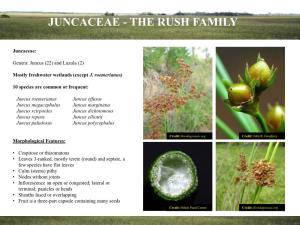 Juncaceae - the Rush Family
