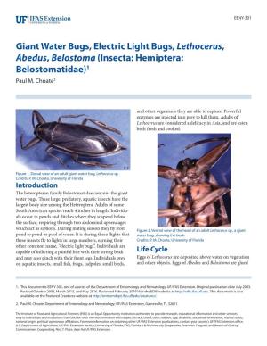 Giant Water Bugs, Electric Light Bugs, Lethocerus, Abedus, Belostoma (Insecta: Hemiptera: Belostomatidae)1 Paul M