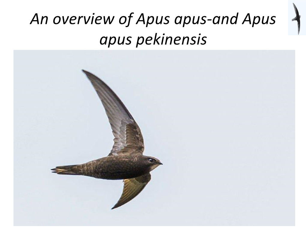 An Overview of Apus Apus-And Apus Apus Pekinensis Swifts Have Been Around for About 50 Million Years!