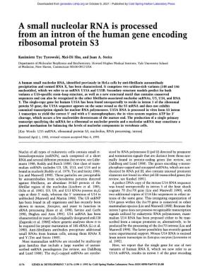 A Small Nucleolar RNA Is Processed from an Intron of the Human Gene Encoding Ribosomal Protein $3