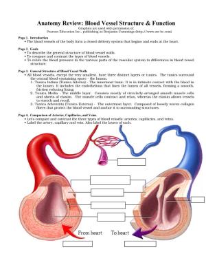 Anatomy Review: Blood Vessel Structure & Function