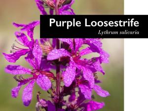 Purple Loosestrife V. Look-Alikes