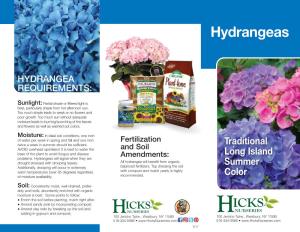 Hydrangea for Summer Color