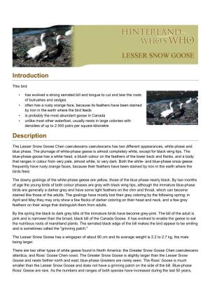 Lesser Snow Goose EN