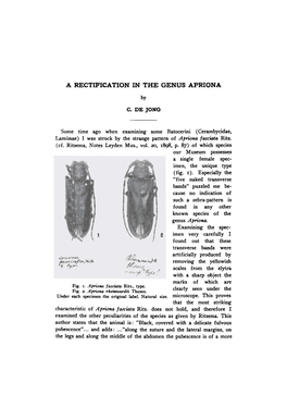 A Rectification in the Genus Apriona