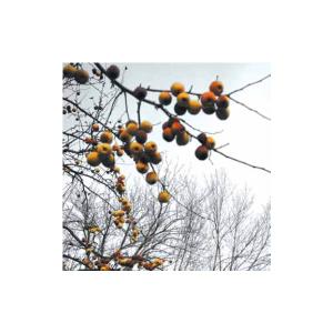 Windfall Apples: Tanka and Kyoka by Richard Stevenson