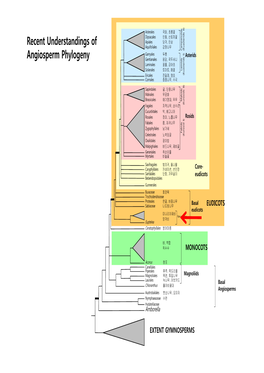 Basal Eudicots) (Euasterids I) Ericales 진달래, 앵초 Cornales 층층나무, 수국