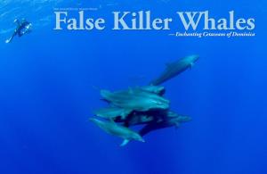 False Killer Whales — Enchanting Cetaceans of Dominica