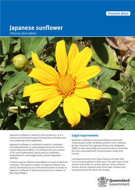 Japanese Sunflower Tithonia Diversifolia