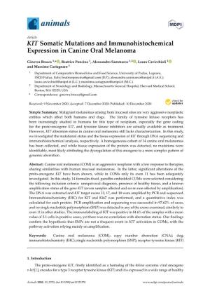 KIT Somatic Mutations and Immunohistochemical Expression in Canine Oral Melanoma