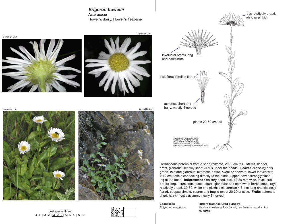 Erigeron Howellii Asteraceae Rays Relatively Broad, Howell's Daisy, Howell's Fleabane White Or Pinkish