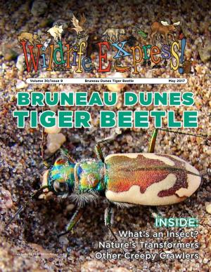 Tiger Beetle May 2017 BRUNEAU DUNES TIGER BEETLE