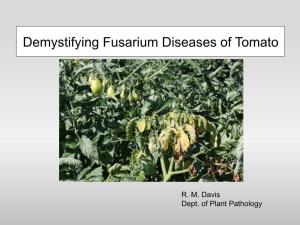 Demystifying Fusarium Diseases of Tomato
