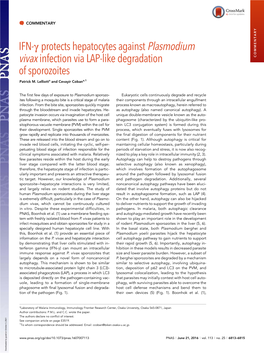 IFN-Γ Protects Hepatocytes Against Plasmodium Vivax Infection Via LAP-Like Degradation COMMENTARY of Sporozoites Patrick M