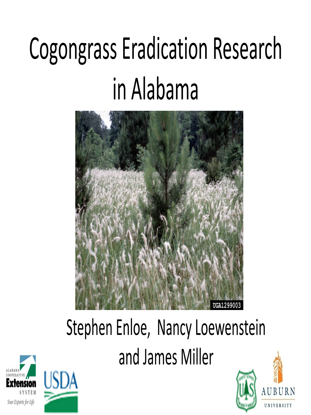 Cogongrass Eradication Research in Alabama